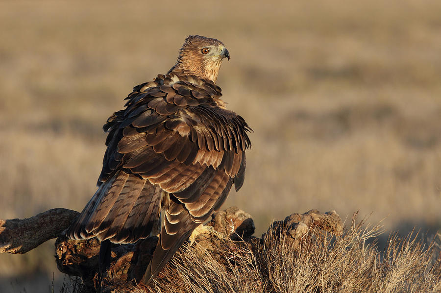 Eagle Photograph - 2 Years Old Female Of Bonelli´s Eagle, Aquila Fasciata by Cavan Images
