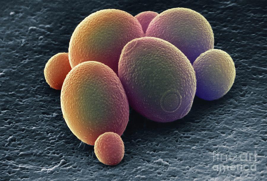 Yeast Cells Photograph By Microfield Scientific Ltdscience Photo Library Pixels 3841