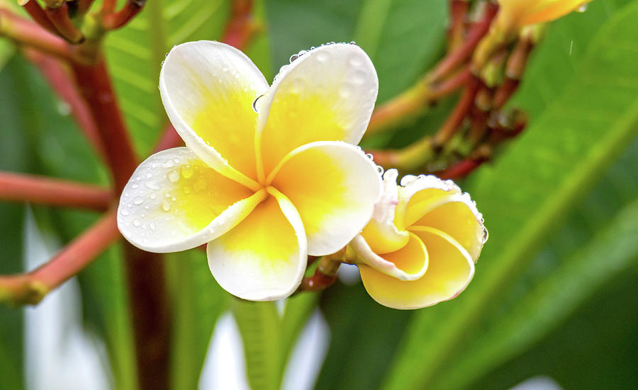 Yellow and White Frangipani Flowers on a rainy day by Merrillie Redden Yellow and White Frangipani Flowers on a rainy day by Merrillie Redden