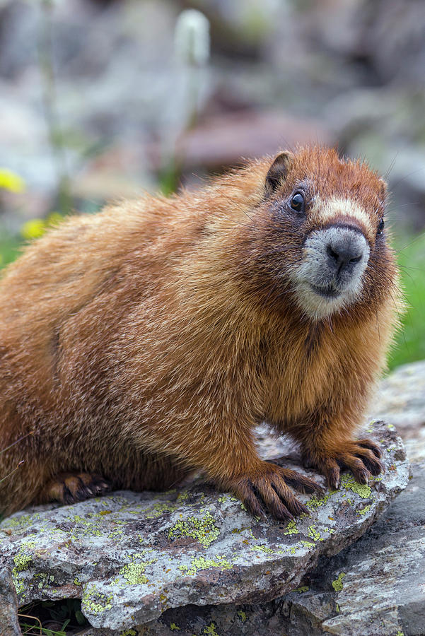 Yellow-bellied Marmot #2 Photograph by Jeff Foott