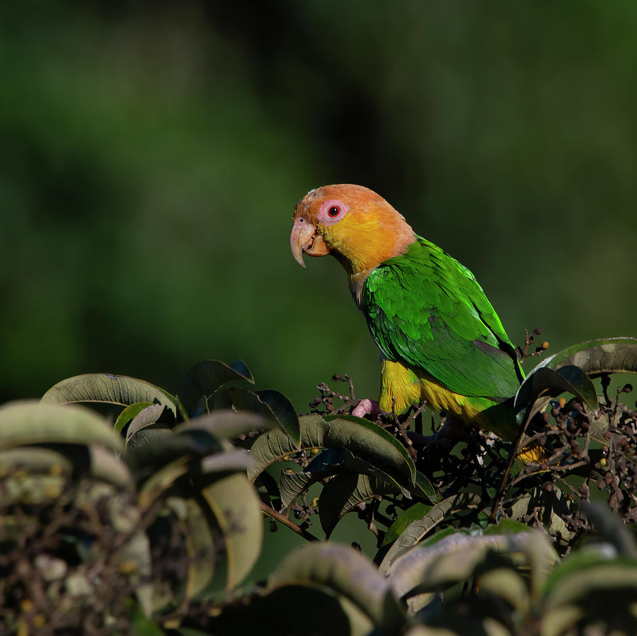 Black-legged Parrot Photograph by Patrick Nowotny
