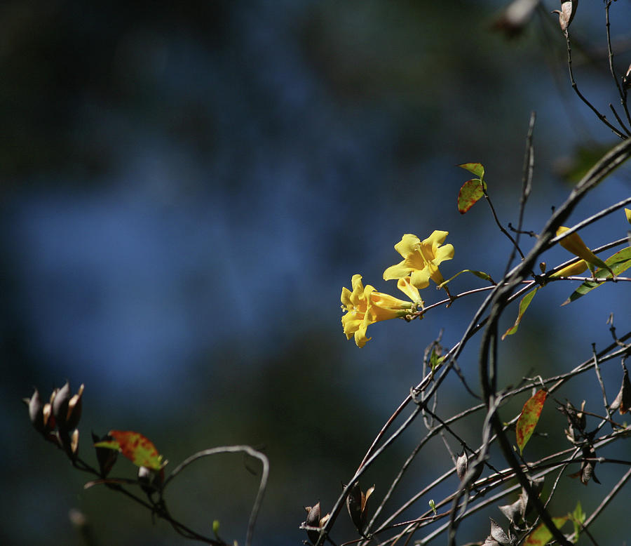 Flowers Still Life Photograph - Yellow Jasmine #1 by Cathy Harper