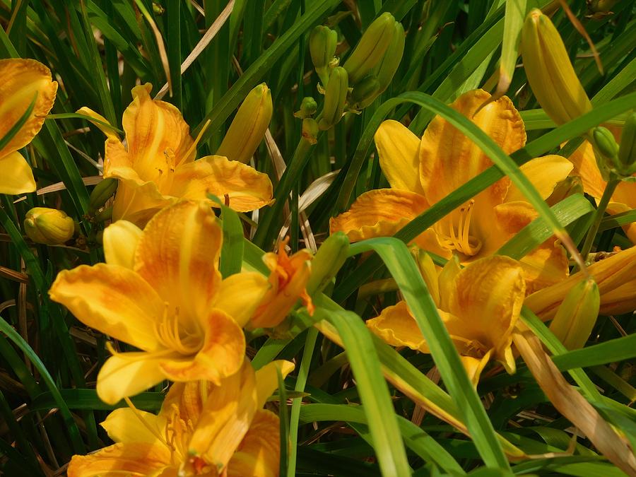Yellow Lilies #2 Photograph by Catherine Gagne