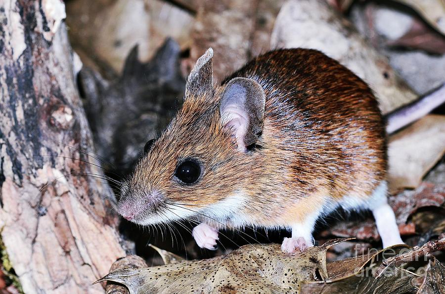 Yellow-necked Mouse #2 Photograph by Colin Varndell/science Photo Library