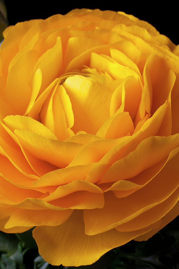 Yellow Ranunculus #2 Photograph by Garry Gay