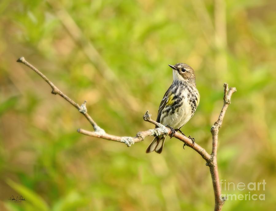 Yellow Rump Warbler Photograph by Heather Hubbard Yellow Rump Warbler Photograph by Heather Hubbard