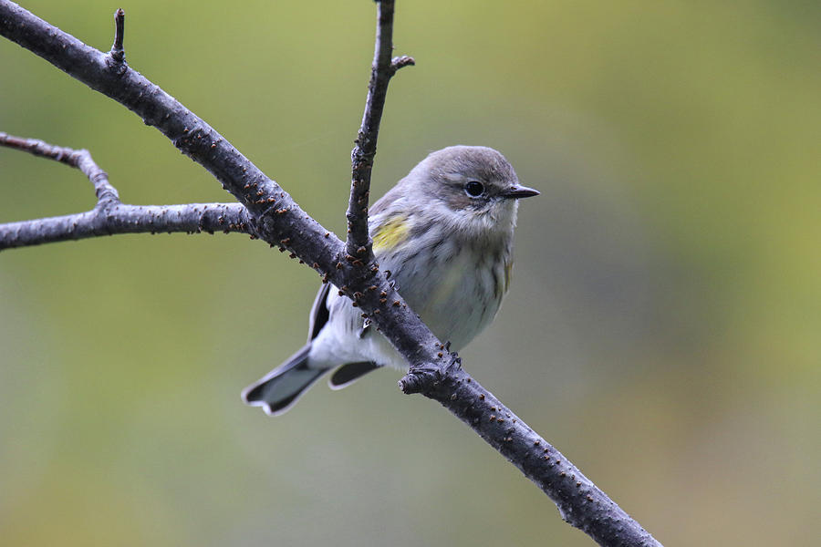Yellow Rumped Warbler #2 Photograph by Brook Burling