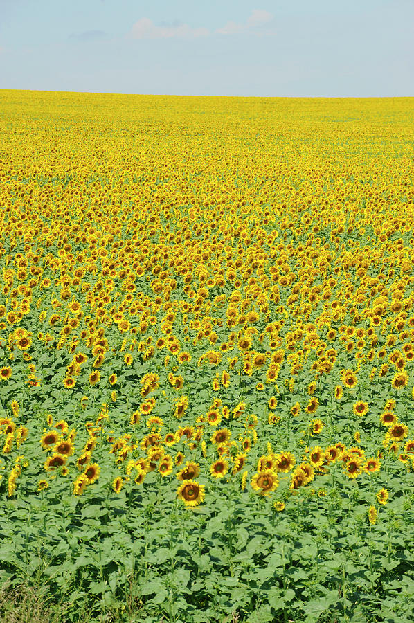 Yellow Sunflower Field #2 Photograph by Dennis Macdonald