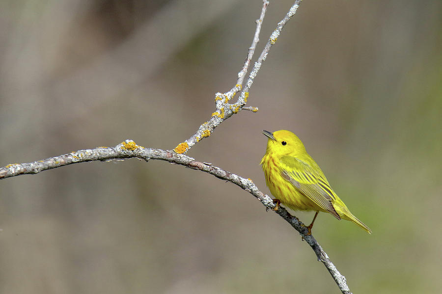 Yellow Warbler #2 Photograph by Brook Burling