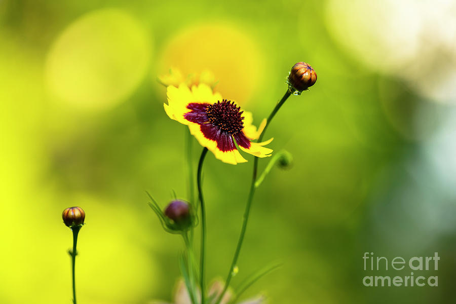 Yellow Wildflower #2 Photograph by Raul Rodriguez