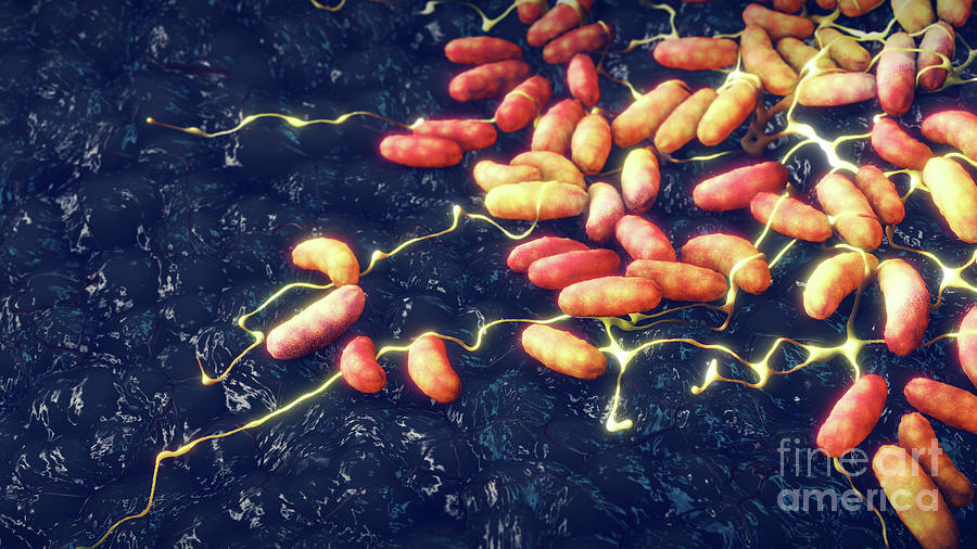 Yersinia Pestis Bacteria #2 By Nobeastsofierce/science Photo Library