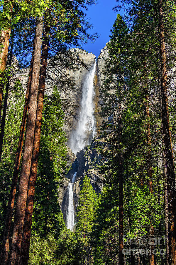 Yosemite National Park Photograph - Yosemite Falls Through the Trees #2 by Roslyn Wilkins
