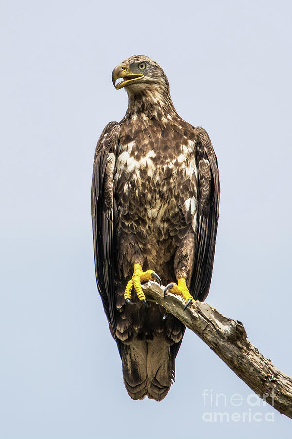 Young Bald Eagle #2 Photograph by Clay Coleman/science Photo Library
