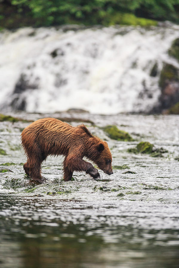 Wildlife Photograph - Young Brown Bear Fishing For Spawning #2 by Stuart Westmorland