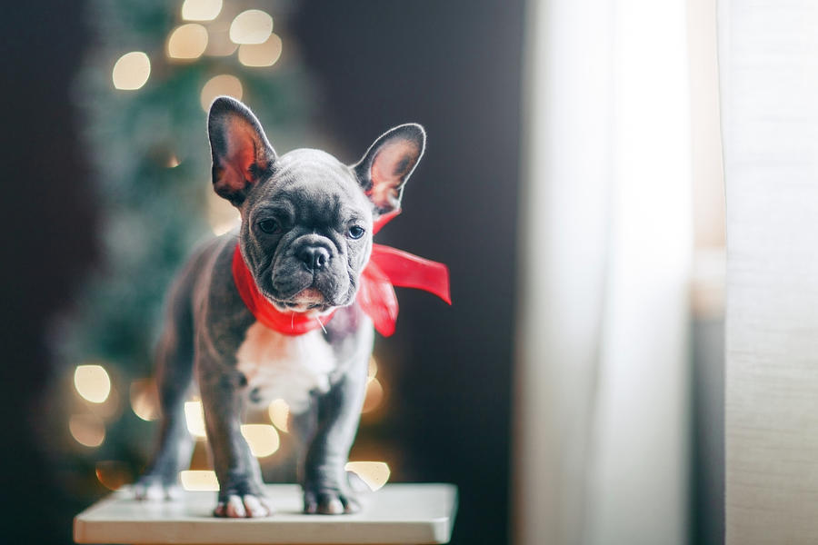 Christmas Digital Art - Young French Bulldog Wearing Red Bow For Christmas #2 by Rebecca Nelson