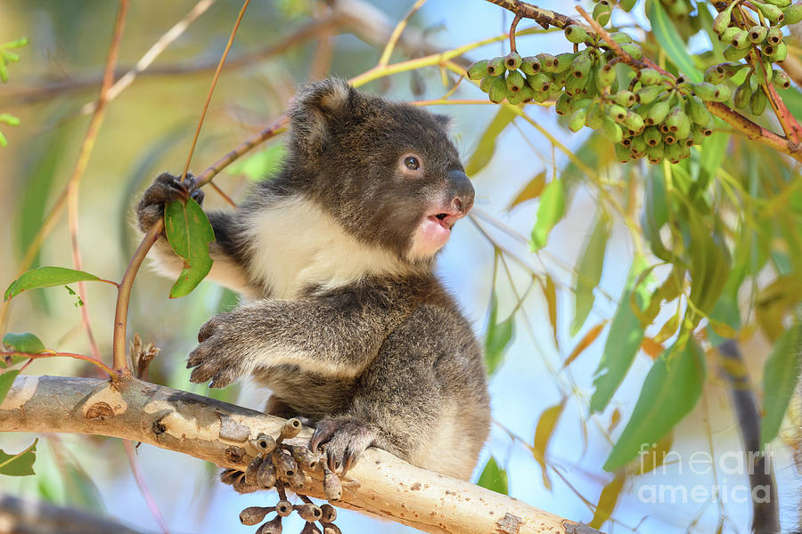 Young Koala #2 Photograph by Science Photo Library Young Koala #2 Photograph by Science Photo Library