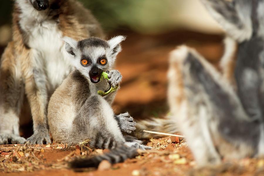 Young Ring Tailed Lemur Lemur Catta Photograph By Nick Garbutt Pixels 