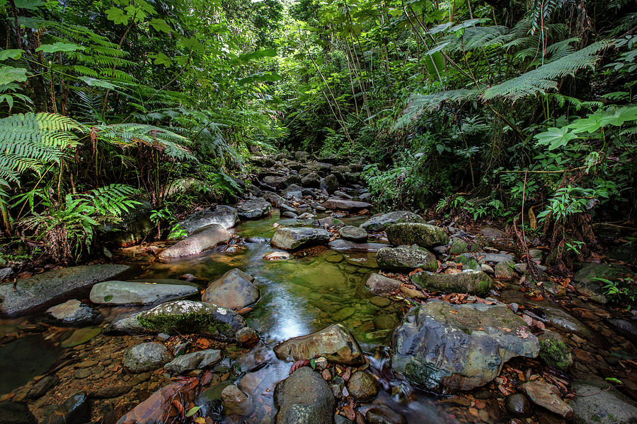 Yunque Natl Forest, Puerto Rico #2 Digital Art by Claudia Uripos