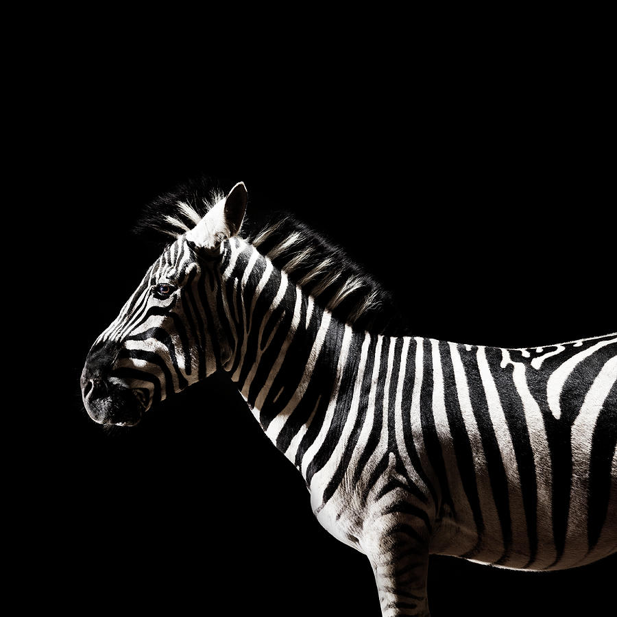 Zebra #2 Photograph by Henrik Sorensen