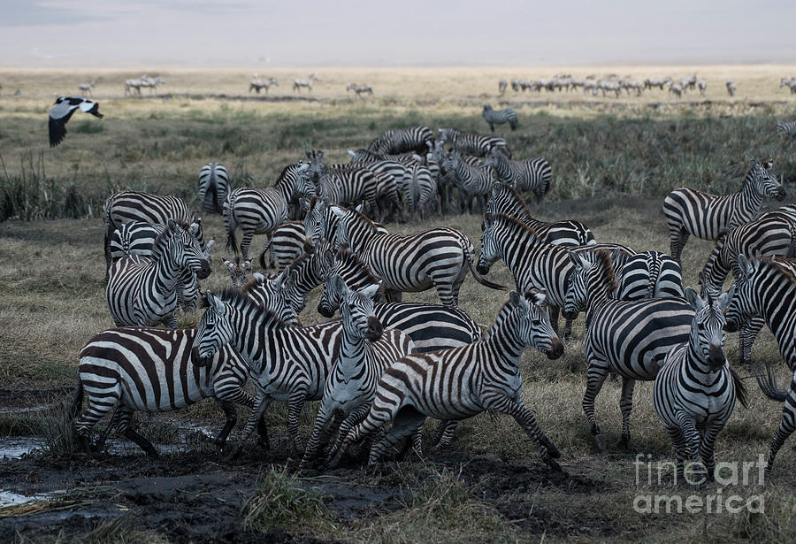 Zebra Herd at mudhole #2 Photograph by Steve Somerville