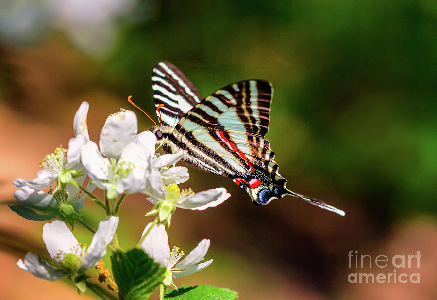 Zebra Swallowtail Photograph by Bernd Laeschke