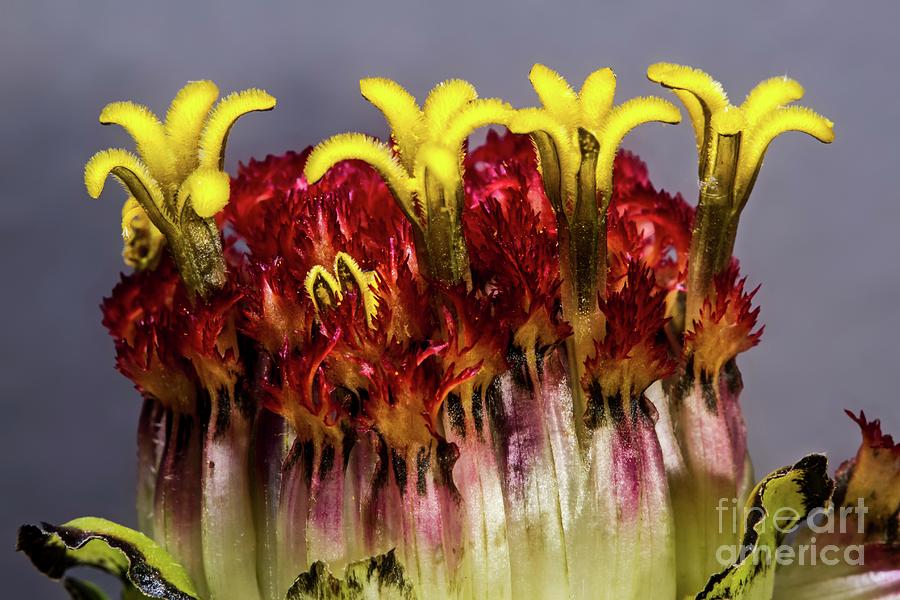 Zinnia Flower #2 Photograph by Gerd Guenther/science Photo Library