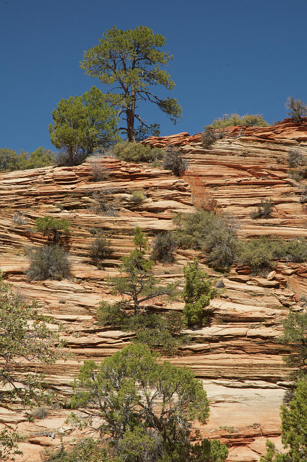 Zion Canyon Natural Beauty #2 Photograph by Mitch Diamond