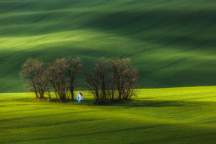 Tree Photograph -  #20 by Tomasz Rojek