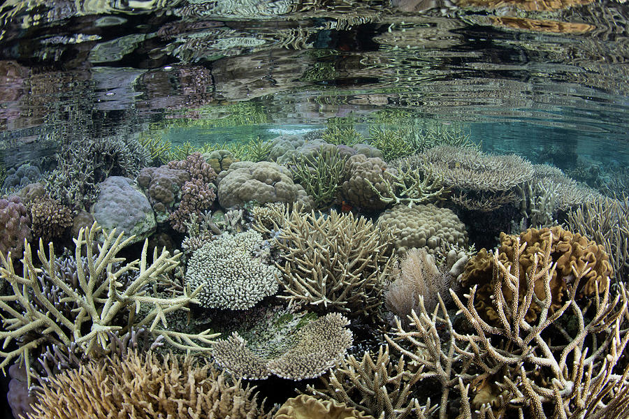A Beautiful Coral Reef Thrives Among #20 Photograph by Ethan Daniels