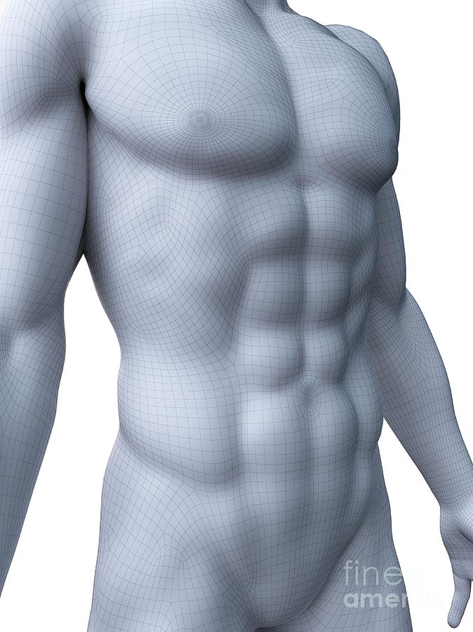 3d Photograph - Abdominal Muscles by Sebastian Kaulitzki/science Photo Library 3d Photograph - Abdominal Muscles by Sebastian Kaulitzki/science Photo Library