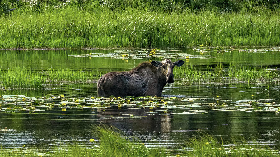 Animals Alaska USA #20 Photograph by Paul James Bannerman
