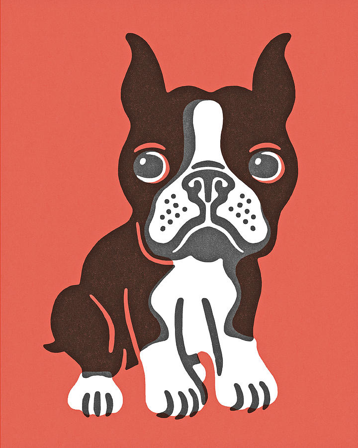 Boston Drawing - Boston Terrier #20 by CSA Images