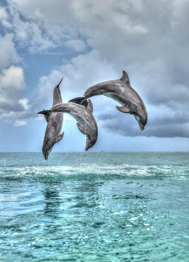 Wildlife Photograph - Bottlenose Dolphins, Caribbean Sea #20 by Stuart Westmorland