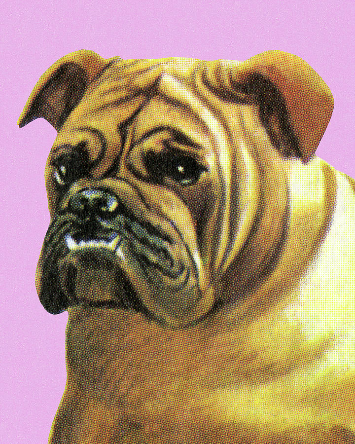 Vintage Drawing - Bulldog #20 by CSA Images