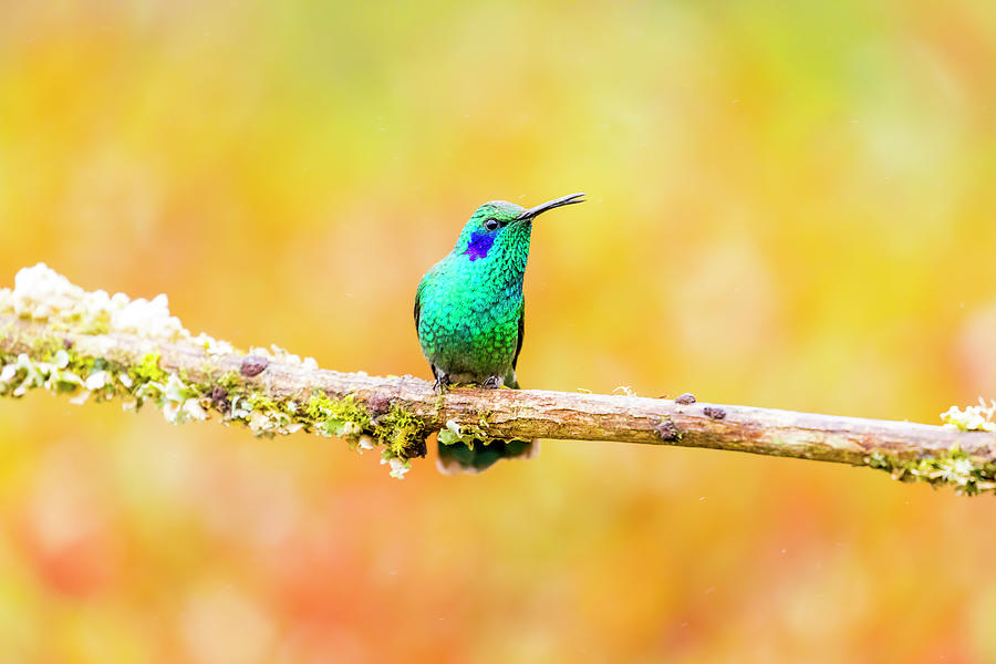 Bird Photograph - Central America, Costa Rica #20 by Jaynes Gallery