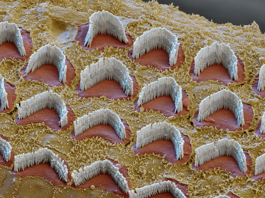 Cochlea, Outer Hair Cells, Sem #20 Photograph by Oliver Meckes EYE OF SCIENCE