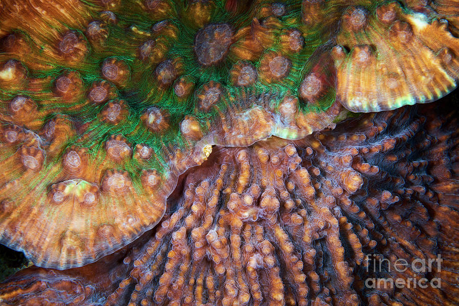 Coral Surface #20 Photograph by Alexander Semenov/science Photo Library