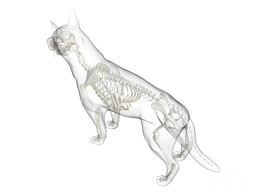 Nature Photograph - Dog Skeleton #20 by Sebastian Kaulitzki/science Photo Library