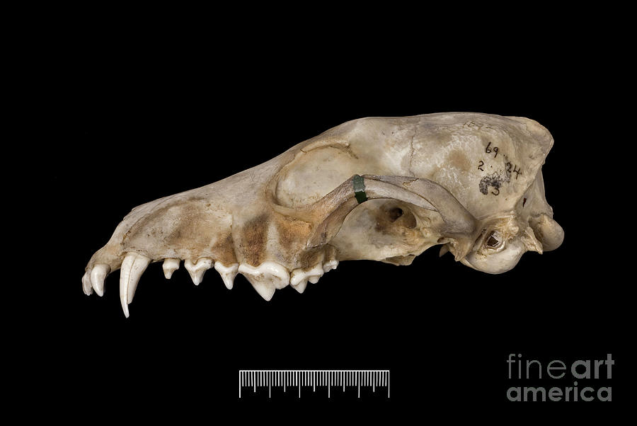Falkland Islands Fox Skull #20 Photograph by Natural History Museum, London/science Photo Library