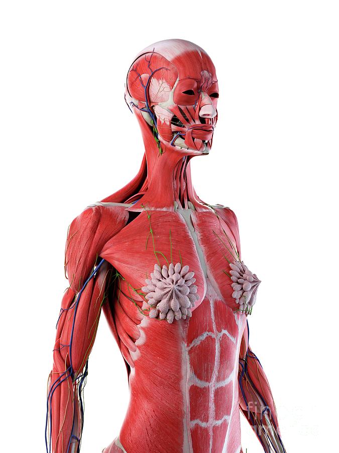 Female upper body anatomy, illustration - Stock Image - F026/5756