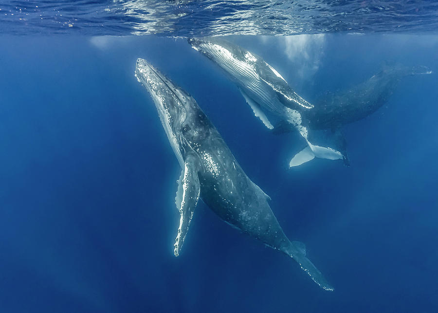 Humpback Whale Megaptera Novaeangliae #20 Photograph by Bruce Shafer