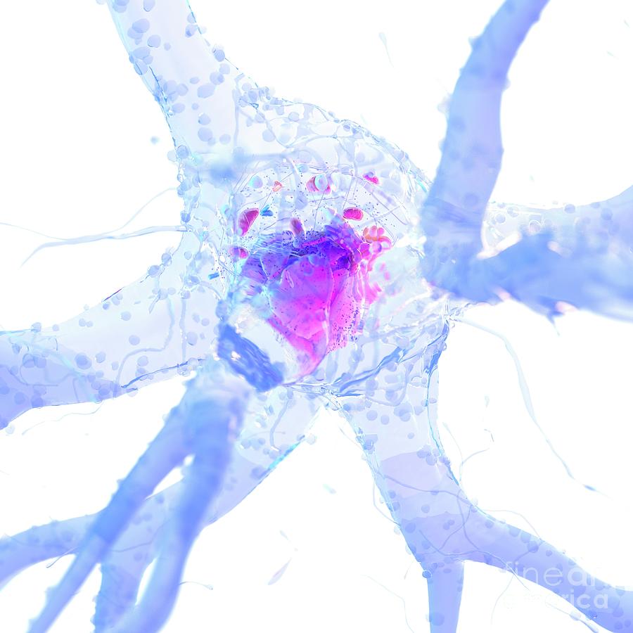 Illustration Of A Nerve Cell #20 Photograph by Sebastian Kaulitzki/science Photo Library