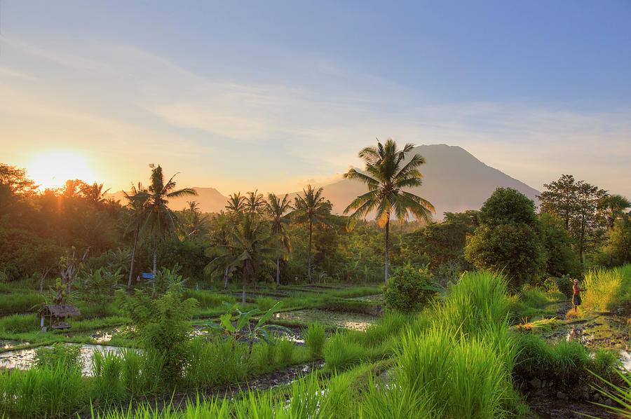 Indonesia, Bali, Rice Fields And #20 Photograph by Michele Falzone