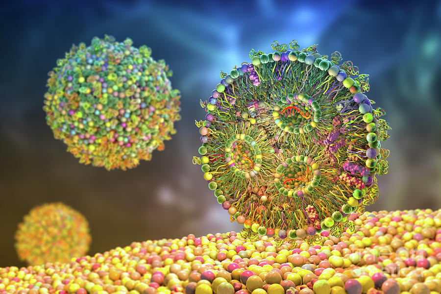 Lipid Nanoparticle Mrna Vaccine Photograph by Kateryna Kon/science ...