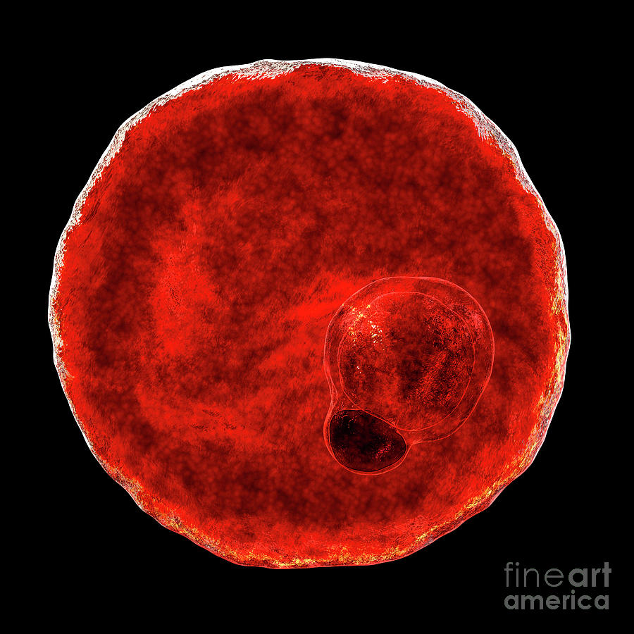 Plasmodium Vivax Inside Red Blood Cells #20 Photograph by Kateryna Kon/science Photo Library