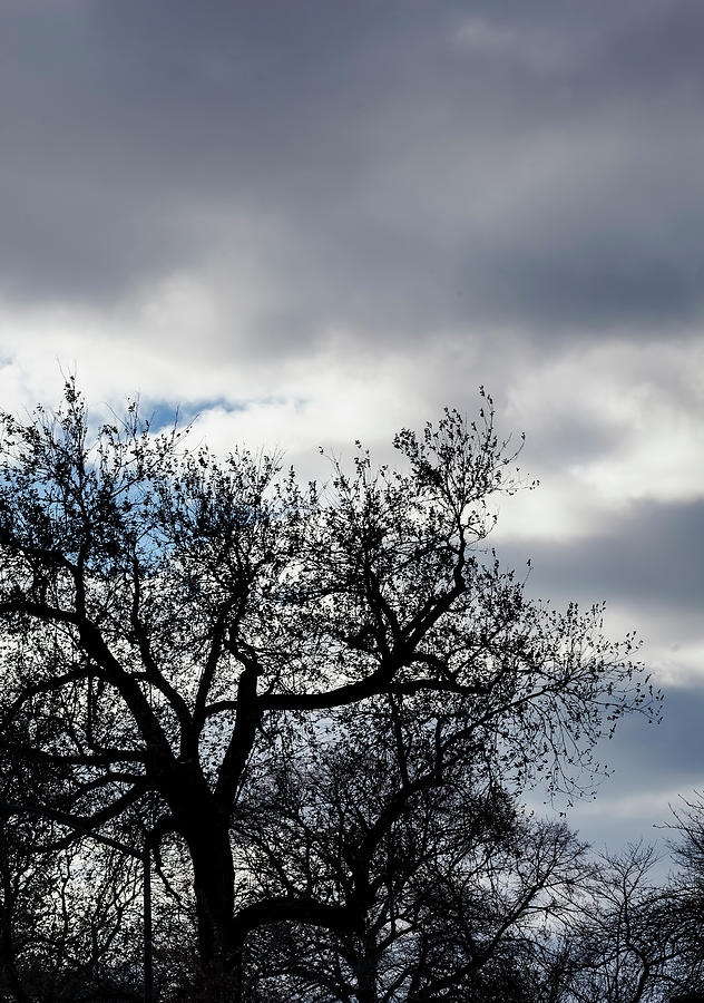 Trees Clouds and Sky #20 Photograph by Robert Ullmann