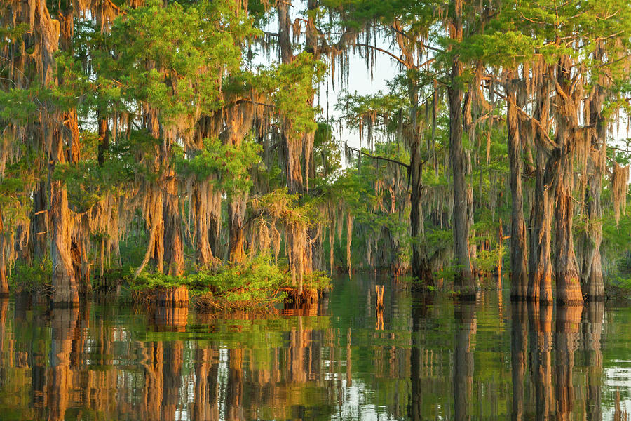 USA, Louisiana, Atchafalaya National Photograph by Jaynes Gallery - Pixels