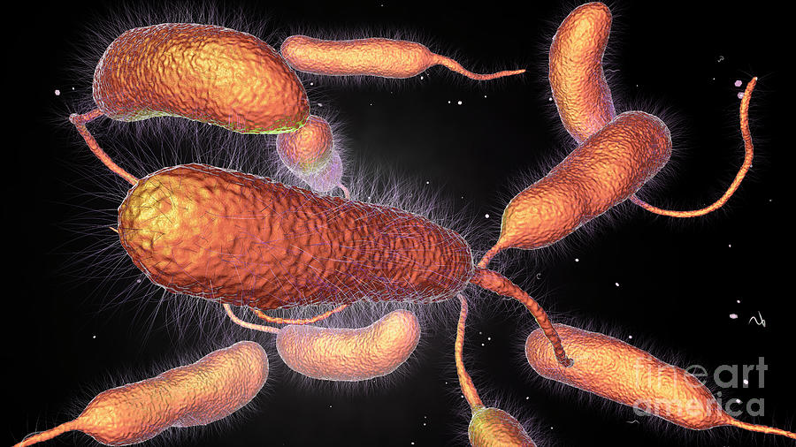 Bacteria Photograph - Vibrio Vulnificus Bacteria #20 by Kateryna Kon/science Photo Library