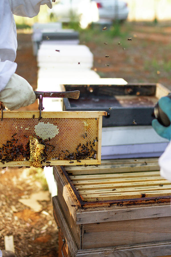 Woman In A Suit For Bees Photograph by Cavan Images - Fine Art America