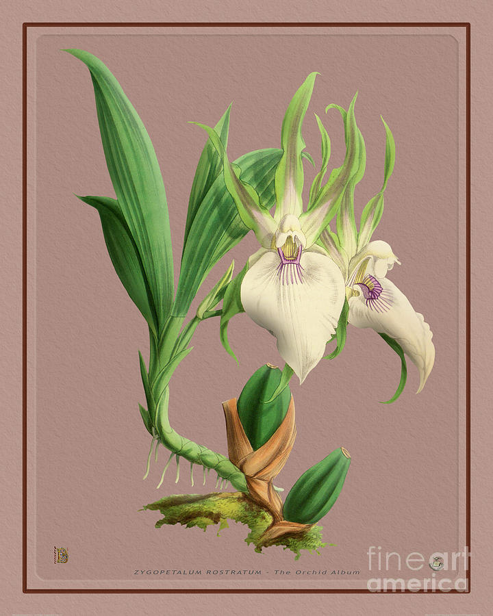 Orchid Vintage Print On Tinted Paperboard Drawing